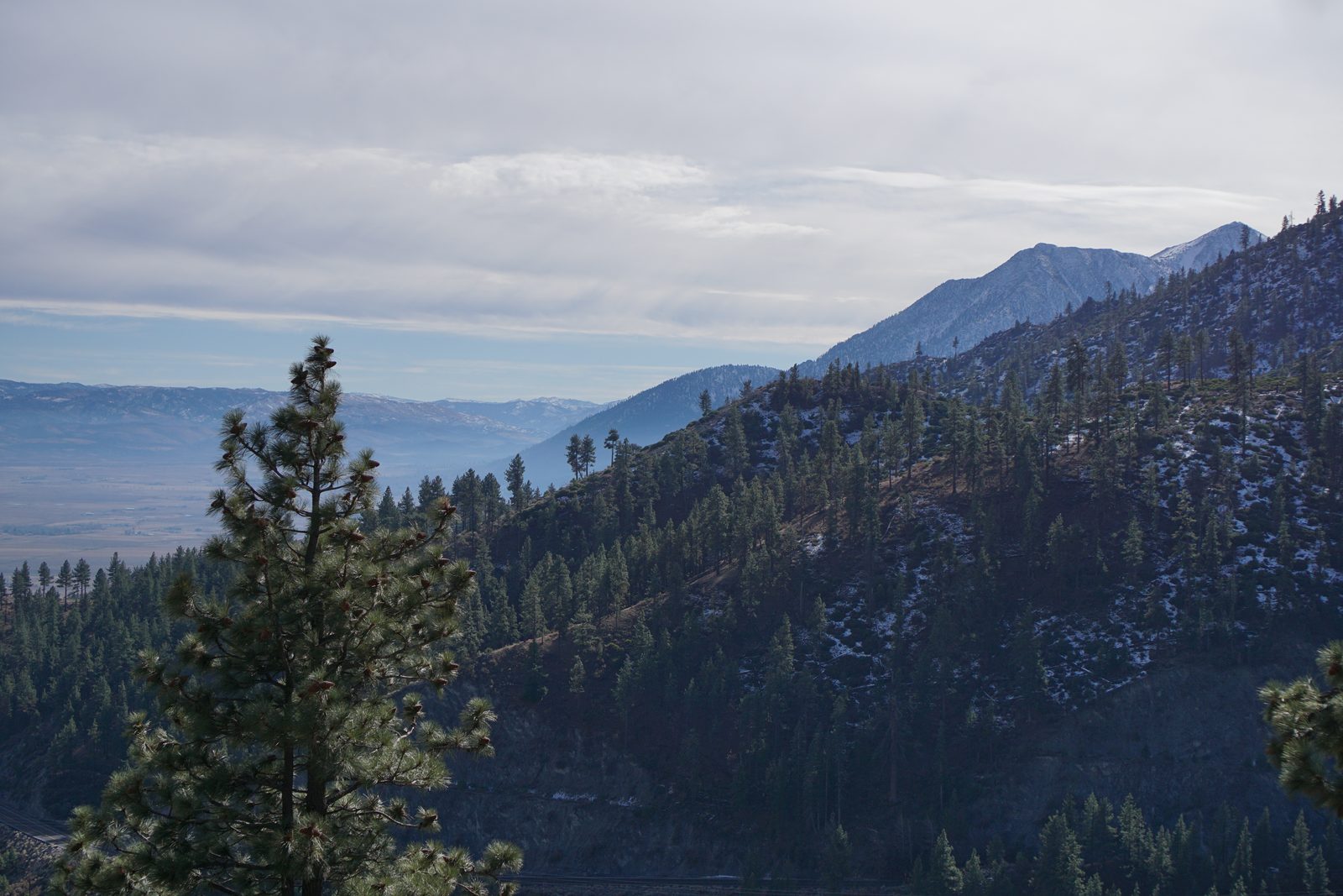 A ponderosa pine above forested Sierra foothills, snow-dusted peaks and hazy valley beyond