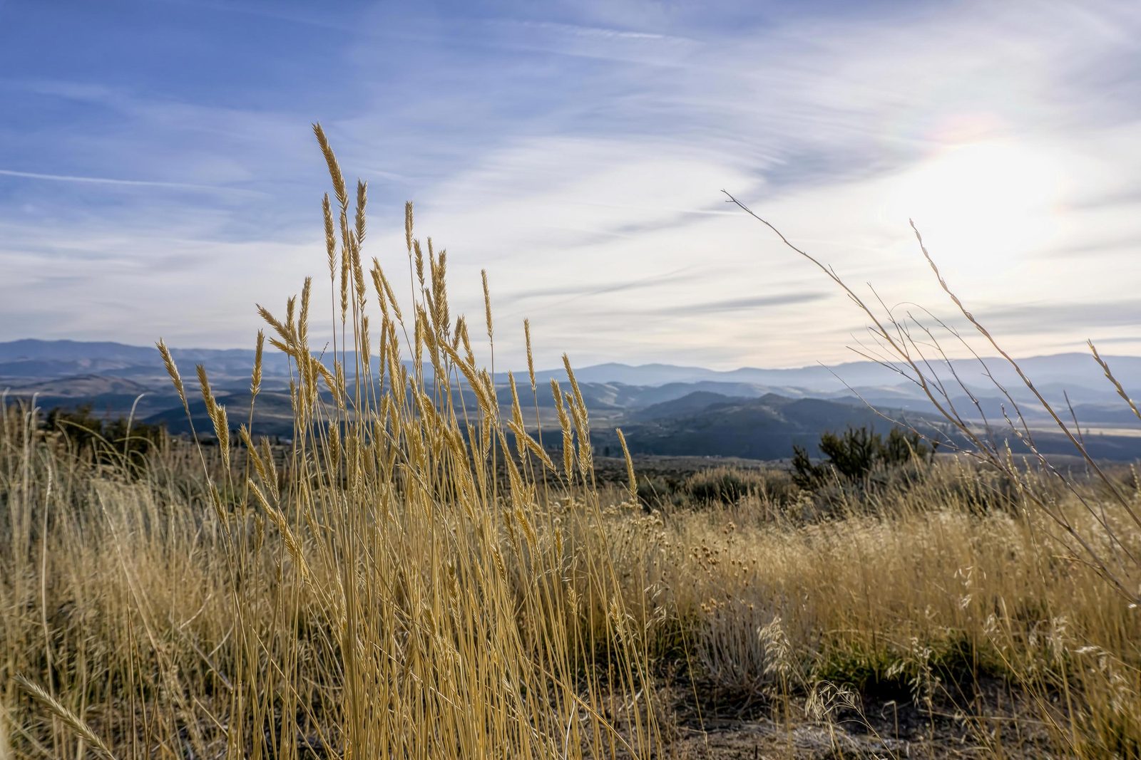 Golden winter grasses catching morning light, hazy basin ranges beyond