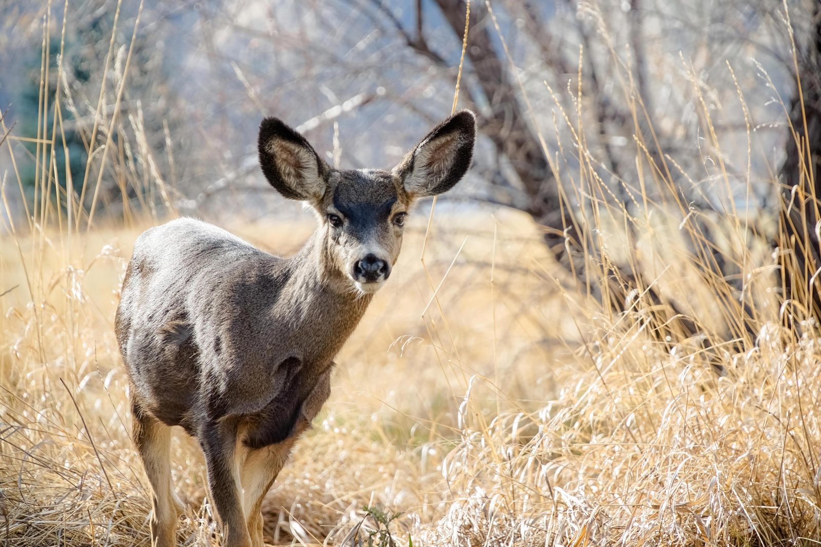 A mule deer standing alert in tall golden winter grass